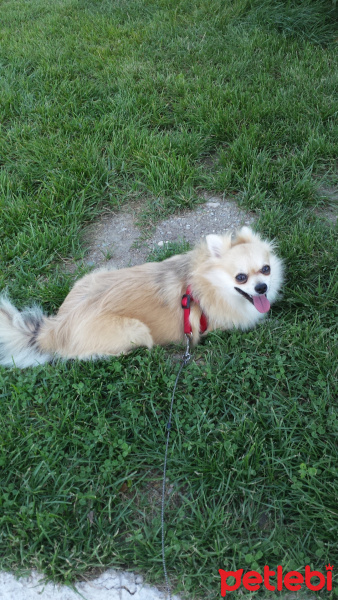 Pomeranyalı, Köpek  Pamuk fotoğrafı