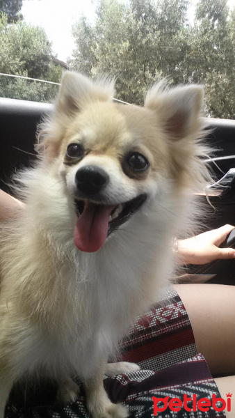 Pomeranyalı, Köpek  Pamuk fotoğrafı