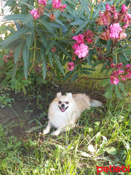 Pomeranyalı, Köpek  Pamuk fotoğrafı