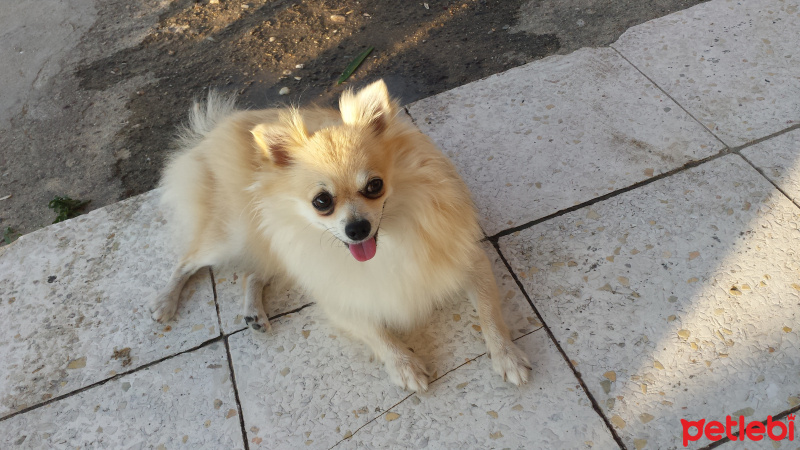 Pomeranyalı, Köpek  Pamuk fotoğrafı
