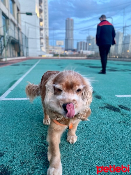 Amerikan Cocker Spaniel, Köpek  Zeus fotoğrafı