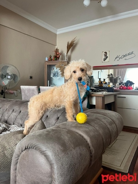 Maltese, Köpek  Hera fotoğrafı