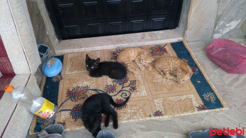 Soke, Kedi  Maya fotoğrafı