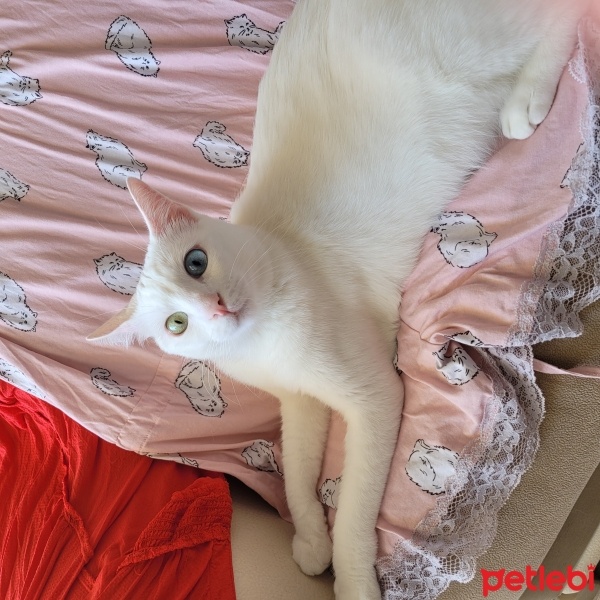 Ankara Kedisi, Kedi  Zilli fotoğrafı