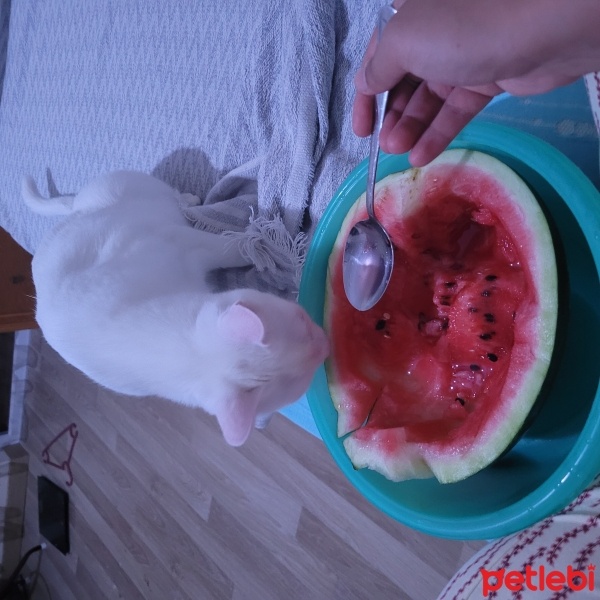 Ankara Kedisi, Kedi  Zilli fotoğrafı