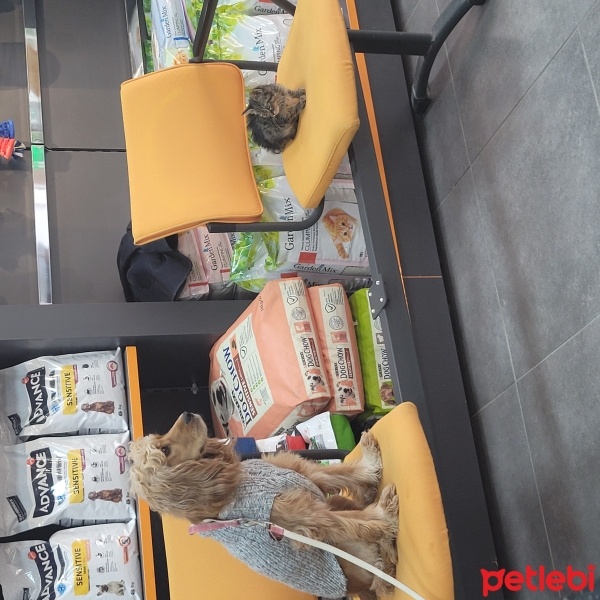 Ankara Kedisi, Kedi  Zilli fotoğrafı