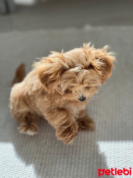 Maltese, Köpek  Coco fotoğrafı