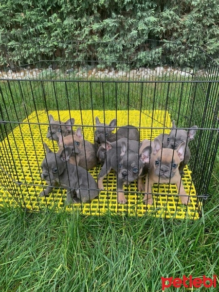 Fransız Bulldog, Köpek  French Bulldog fotoğrafı