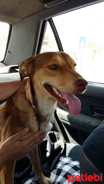 Labrador Retriever, Köpek  BALKIZ fotoğrafı