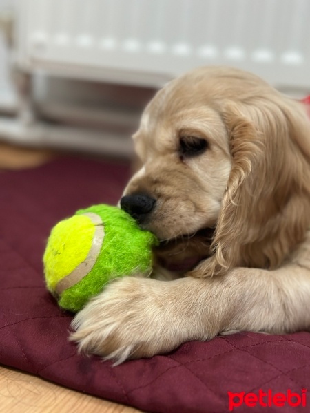 Amerikan Cocker Spaniel, Köpek  Cookie fotoğrafı