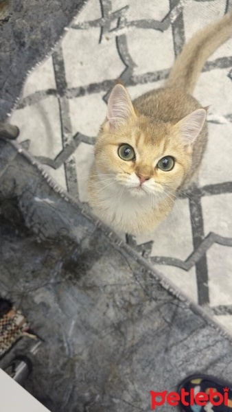 British Shorthair, Kedi  Tarçın fotoğrafı