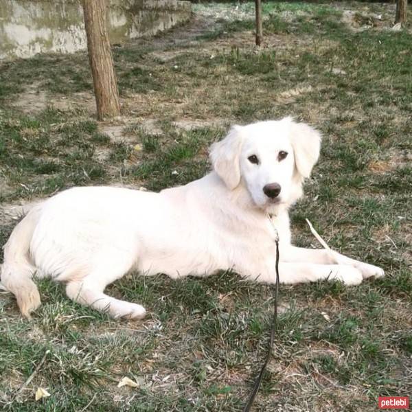 Golden Retriever, Köpek  Çilek fotoğrafı