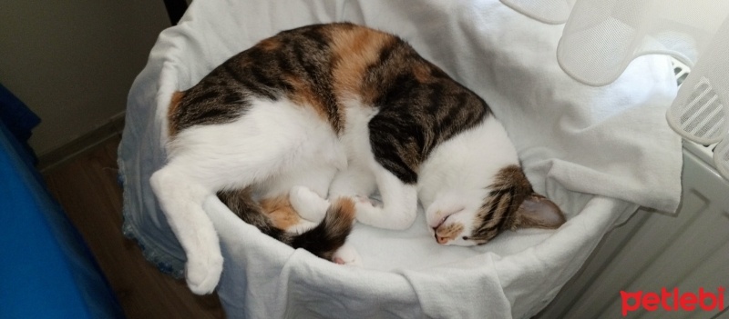 Tekir Kedi, Kedi  Mia fotoğrafı