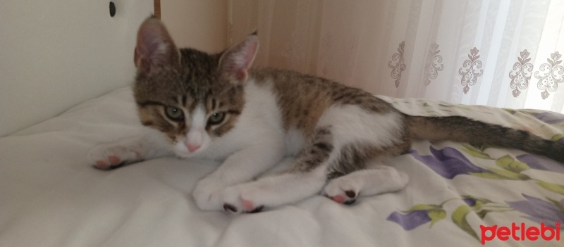 Tekir Kedi, Kedi  Aslan fotoğrafı