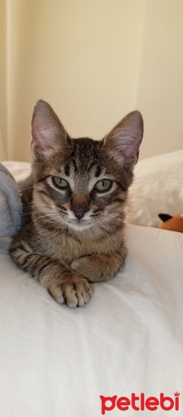Tekir Kedi, Kedi  Pars fotoğrafı