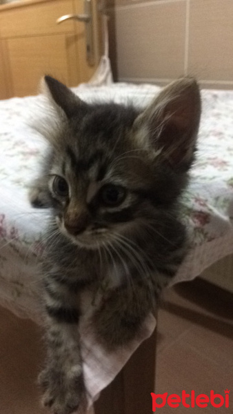 Tekir Kedi, Kedi  Paspas fotoğrafı