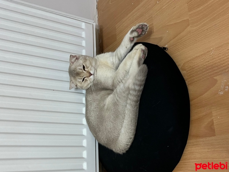 British Shorthair, Kedi  Bulut fotoğrafı