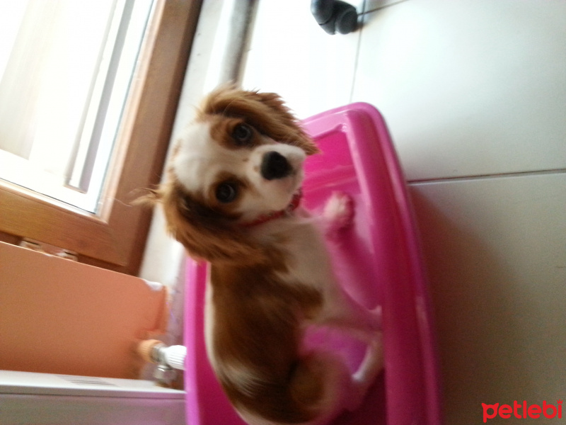 King Charles Spaniel, Köpek  Çilek fotoğrafı