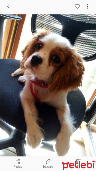 King Charles Spaniel, Köpek  Çilek fotoğrafı