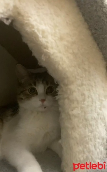 Tekir Kedi, Kedi  Balkız fotoğrafı