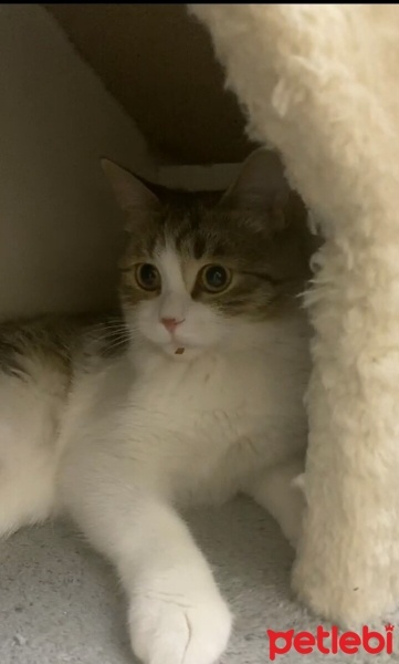 Tekir Kedi, Kedi  Balkız fotoğrafı