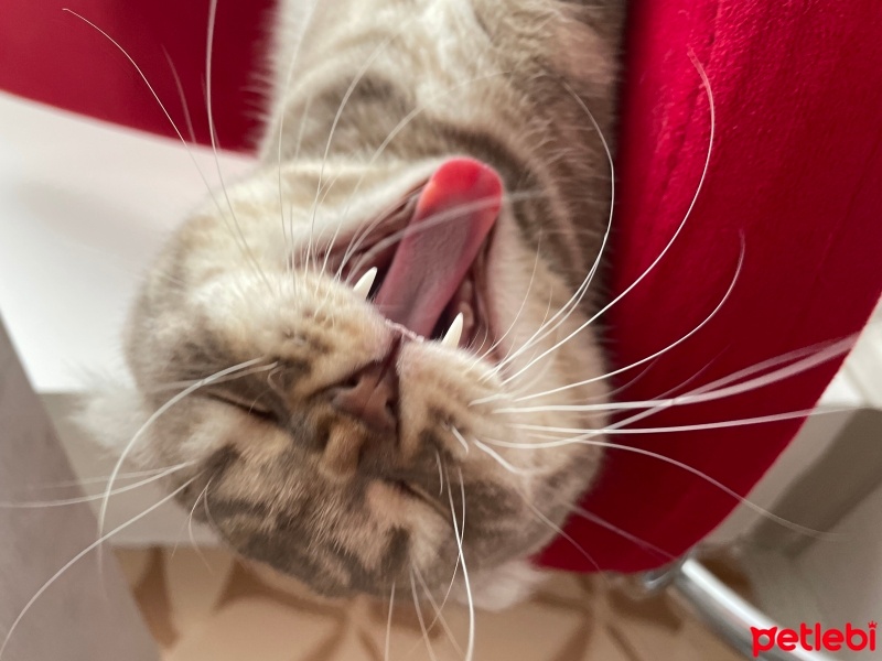 Scottish Fold, Kedi  Luna fotoğrafı