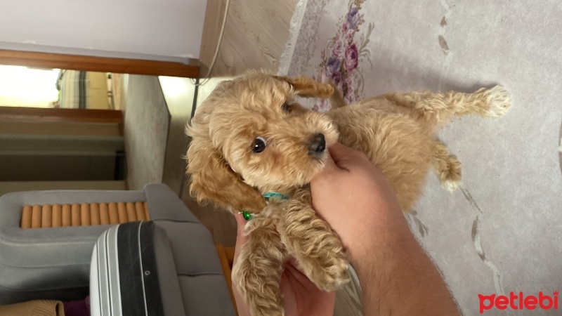 Poodle (Minyatür Kaniş), Köpek  Sindy fotoğrafı