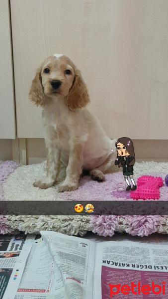 Amerikan Cocker Spaniel, Köpek  Deyzi fotoğrafı