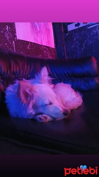 Pomeranyalı, Köpek  Casper fotoğrafı