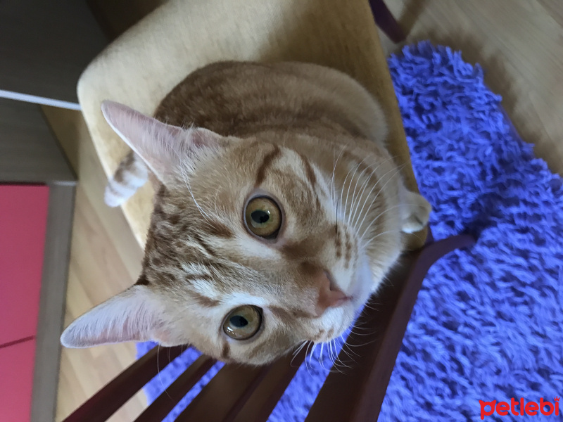 Tekir Kedi, Kedi  Deniz fotoğrafı