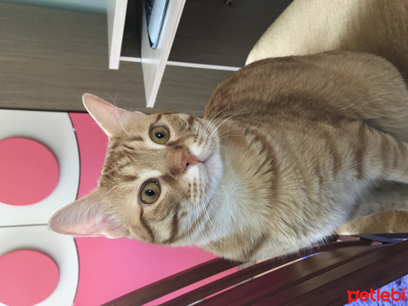 Tekir Kedi, Kedi  Deniz fotoğrafı