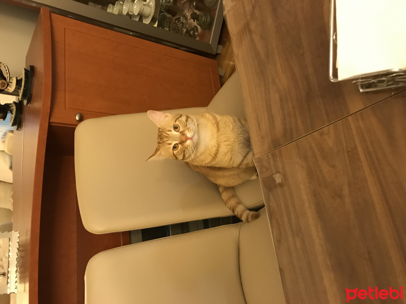 Tekir Kedi, Kedi  Deniz fotoğrafı