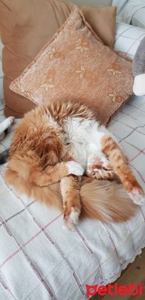 Tekir Kedi, Kedi  Bal Bey fotoğrafı
