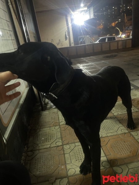 Labrador Retriever, Köpek  Patron fotoğrafı