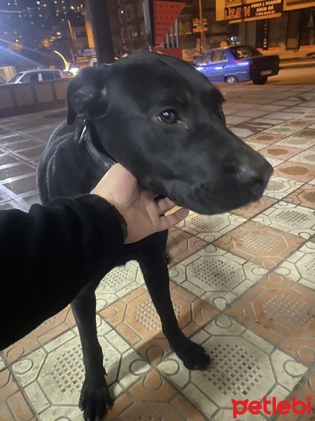 Labrador Retriever, Köpek  Patron fotoğrafı