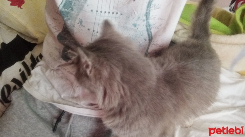 Tekir Kedi, Kedi  Prenses fotoğrafı