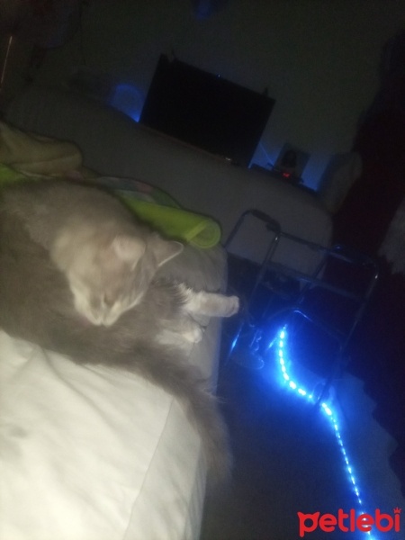 Tekir Kedi, Kedi  Prenses fotoğrafı