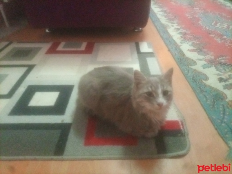 Tekir Kedi, Kedi  Prenses fotoğrafı