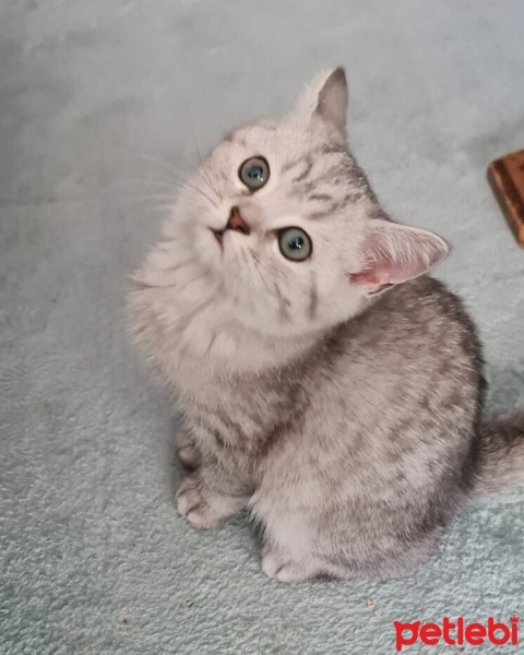 Scottish Fold, Kedi  duman fotoğrafı