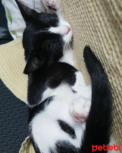 Siyam Kedisi, Kedi  Gizmo fotoğrafı