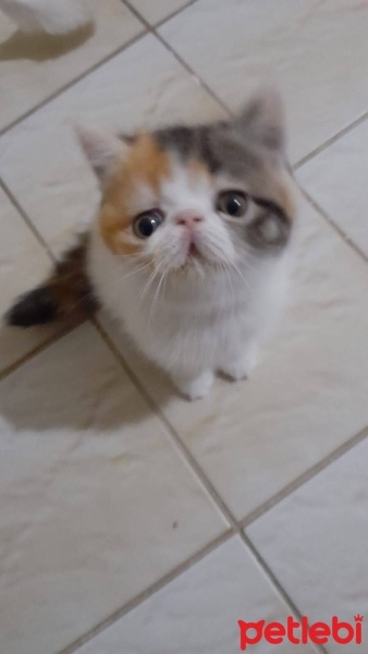 Exotic Shorthair, Kedi  Gucci fotoğrafı
