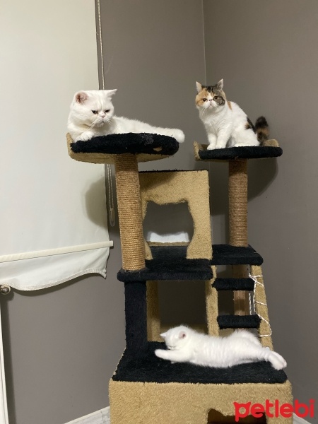 Exotic Shorthair, Kedi  Gucci fotoğrafı