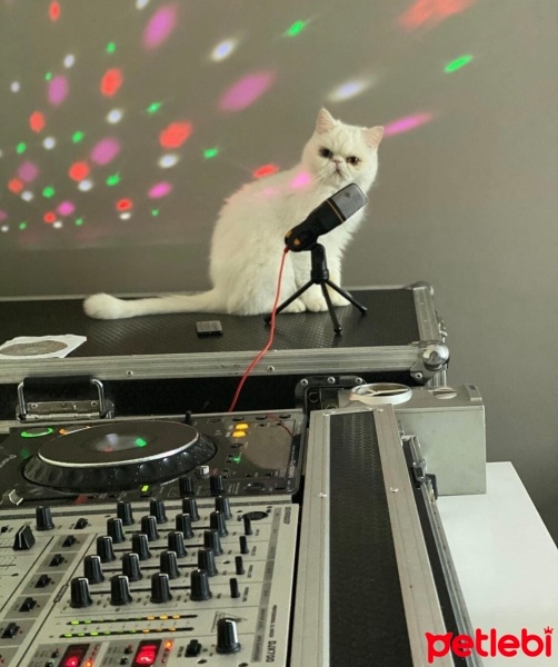 Exotic Shorthair, Kedi  Siri fotoğrafı