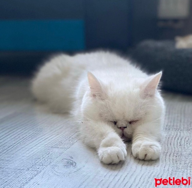 Exotic Shorthair, Kedi  Siri fotoğrafı