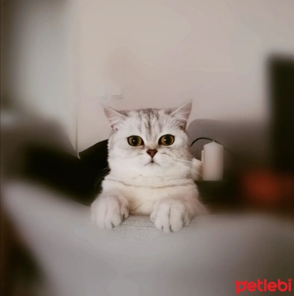 Chinchilla, Kedi  Sütlaç fotoğrafı