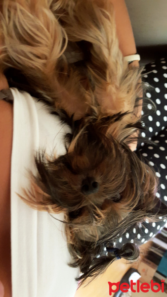 Yorkshire Terrier, Köpek  Rico fotoğrafı