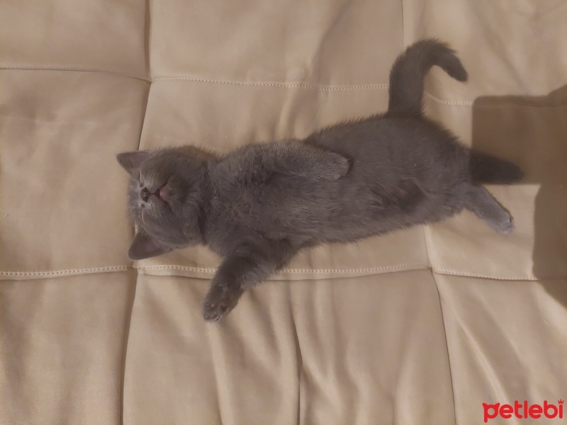British Shorthair, Kedi  Mia fotoğrafı