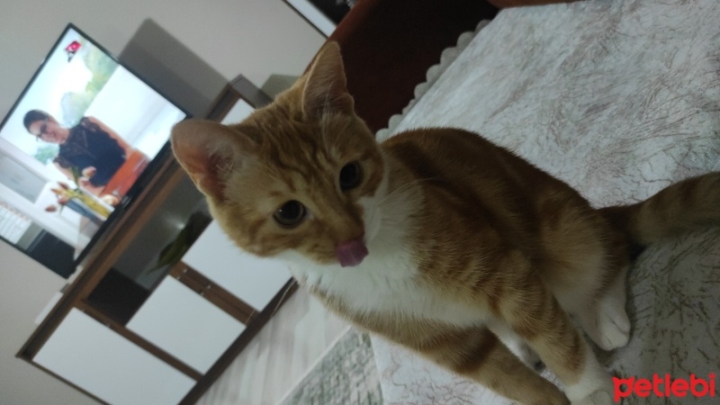 Tekir Kedi, Kedi  Tarçın fotoğrafı