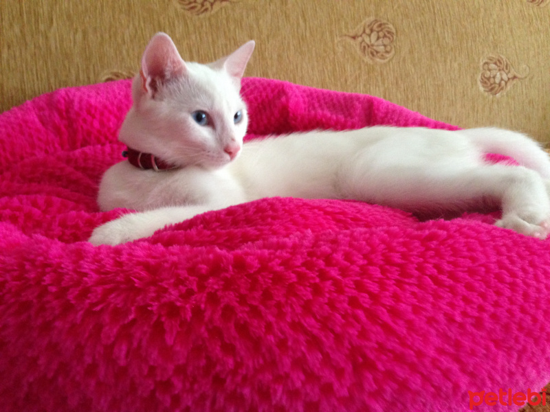 Ankara Kedisi, Kedi  pamuk fotoğrafı
