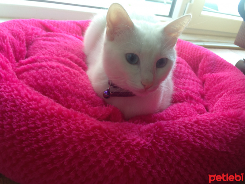 Ankara Kedisi, Kedi  pamuk fotoğrafı